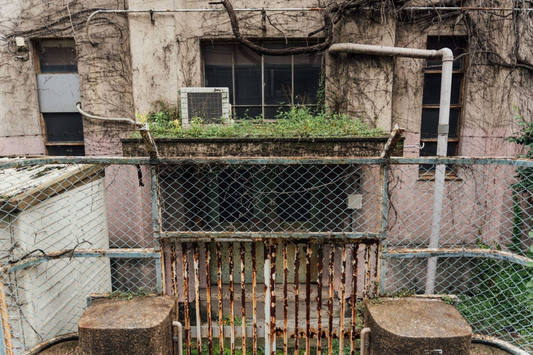 都市の野生 - 植物が街を変える100年後を想像してみる - Feature