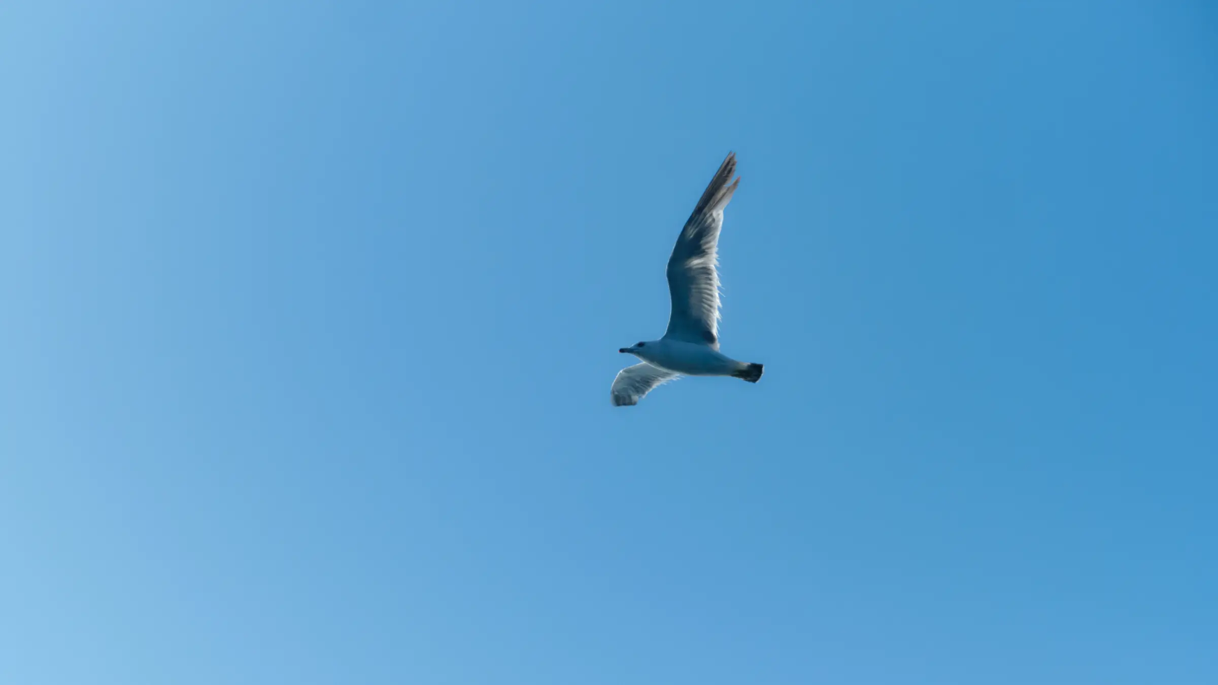 空を飛ぶ鳥