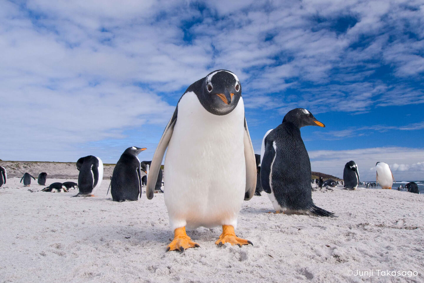 ペンギンの群れ