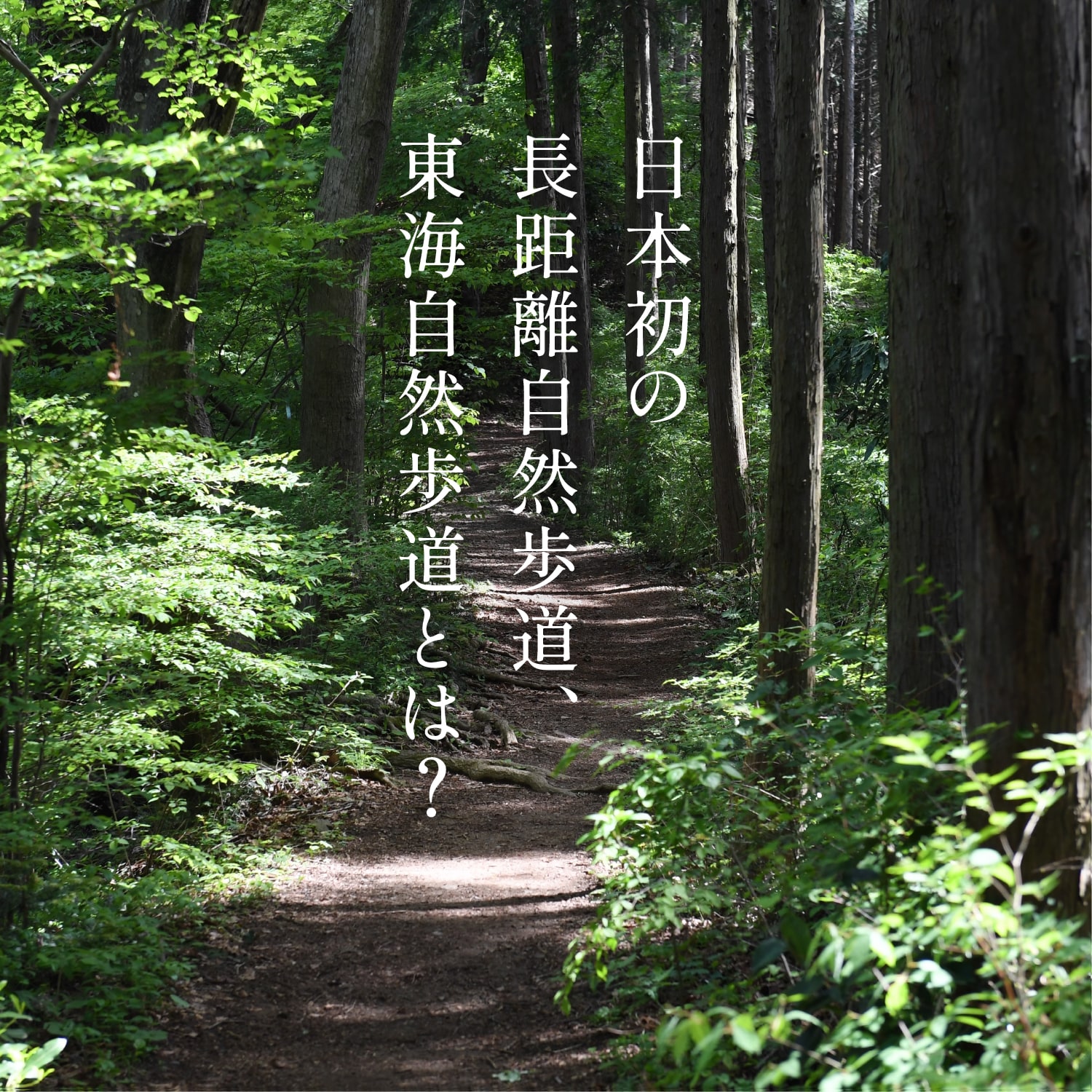 日本初の長距離自然歩道、東海自然歩道とは？